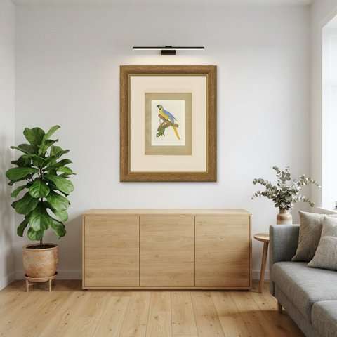 Blue-and-Yellow Macaw and Green Parrot, Brazilian Bird Print, Descourtilz, 1944, shown framed in a room
