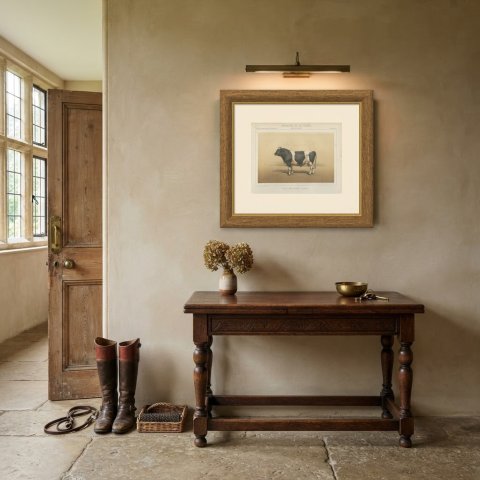 Breton Bull, French Cattle Breed, Antique Chromolithograph by Borie, 1863, shown framed in a room