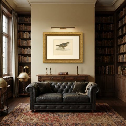 Alpine Warbler or Alpine Accentor on a Rock, Hand Colored Print, 1896, shown framed in a room
