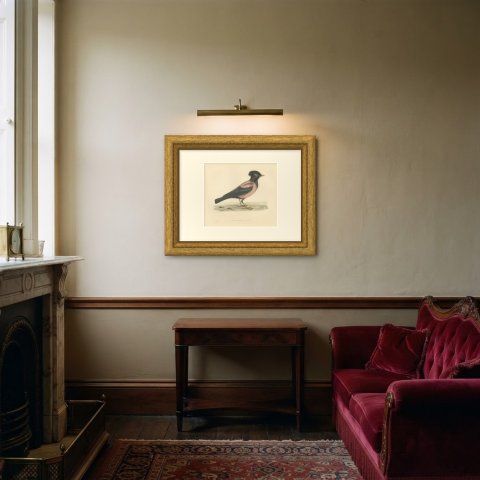 Rose Colored Pastor or Rosy Starling, Antique Hand Colored Print, 1896, shown framed in a room