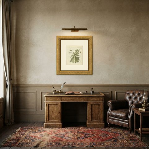 Hand-Colored Fern Engraving by Schkuhr, Asplenium angustifolium, 1806-1809, shown framed in a room