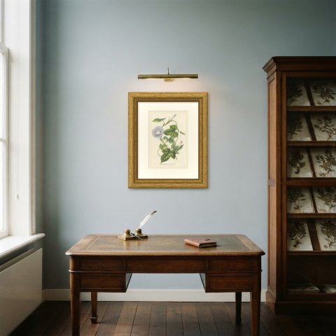 Japanese Morning Glory Azurea, Pharbitis Polymorpha Plate IV, 1858, shown framed in a room