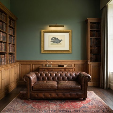 Rock Dove Crouching on a Rocky Ledge, Hand Colored Pigeon Print, Morris, 1896, shown framed in a room
