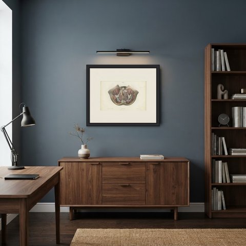 Nerves of the Female Perineum, Antique Hirschfeld Anatomy Print, 1866, shown framed in a room