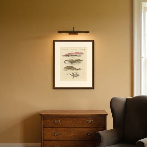 Skink and Gray Lizards, Antique Bertuch Print, Vienna, circa 1805, shown framed in a room