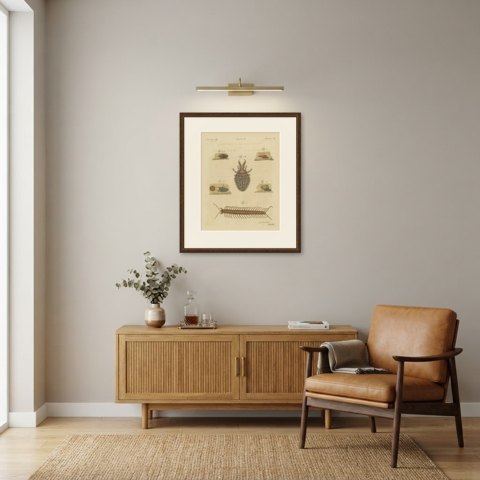 Centipede, Dung Beetle and Ant Lion, Antique Bertuch Print, circa 1805, shown framed in a room