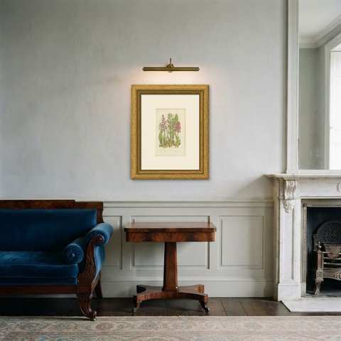 Pyramidal and Lizard Orchis, Antique British Orchid Plate, circa 1873, shown framed in a room