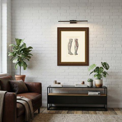 Nerves of the Leg and Foot, Antique Hirschfeld Anatomy Print, 1866, shown framed in a room