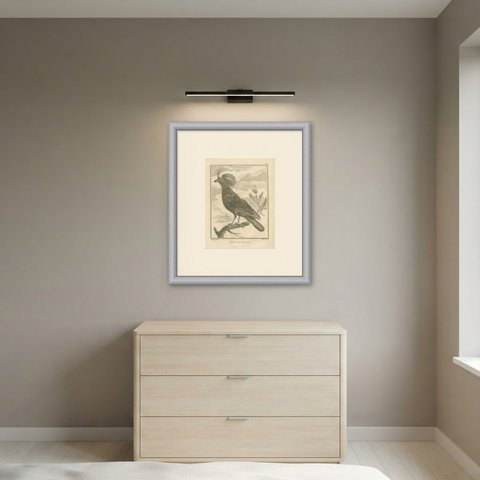 Roulroul Crested Partridge of Malacca, Antique Bird Engraving, 1806, shown framed in a room