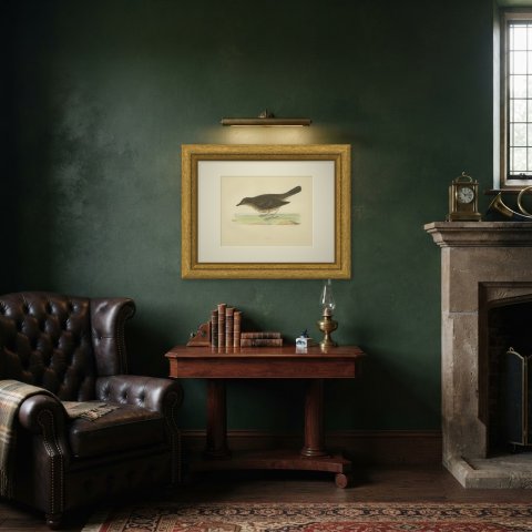 Thrush and Earthworm, Song Thrush Antique Bird Print, Morris, 1896, shown framed in a room