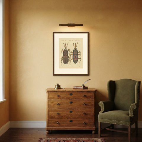 Grain Weevil Magnified Under the Microscope, Antique Bertuch Print, circa 1815, shown framed in a room
