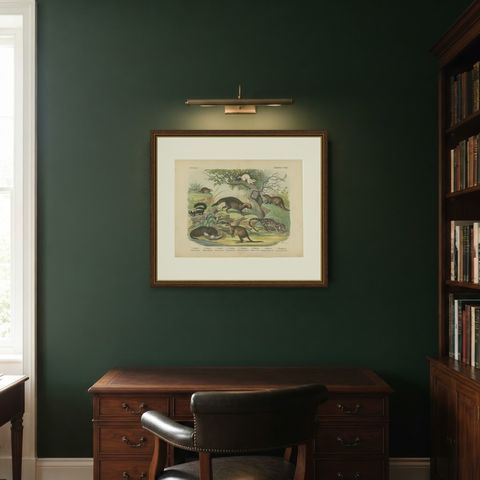 Antique Kangaroo and Otter Print with Ermine and Skunk, Kolb Mammals, circa 1890, shown framed in a room