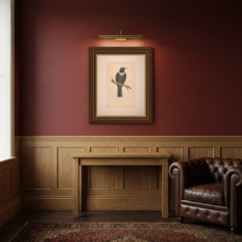 Ring Ouzel on a Lichened Branch, Hand Colored Bird Plate, Morris, 1896, shown framed in a room