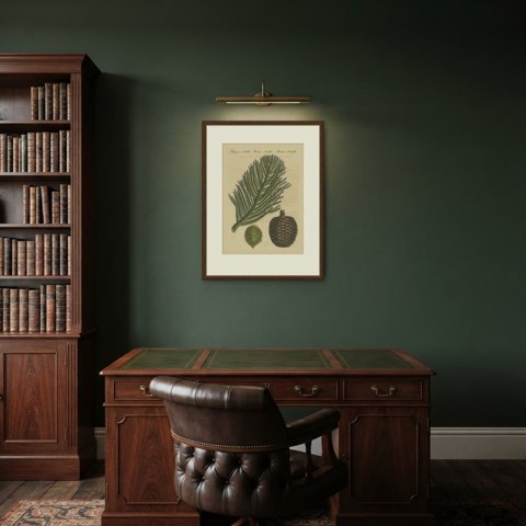 Norfolk Island Pine Branch and Cone, Antique Bertuch Print, circa 1815, shown framed in a room