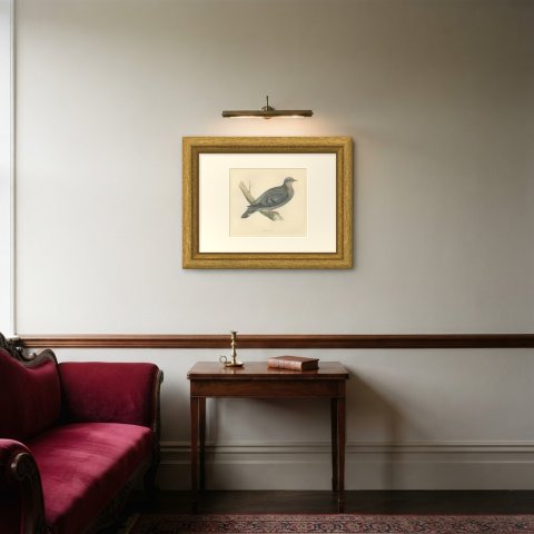 Stock Dove Perched on a Forked Bough, Antique Bird Print, Morris, 1896, shown framed in a room