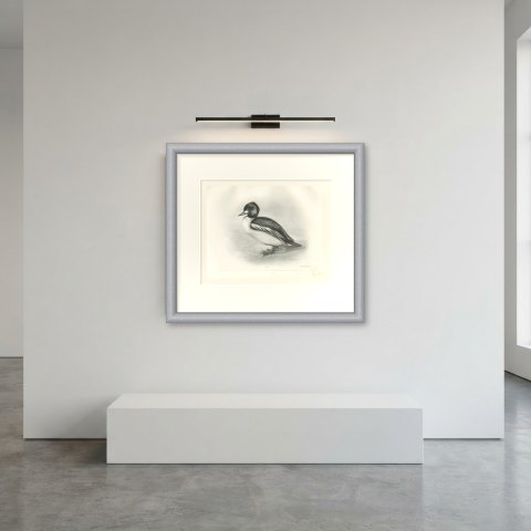 Goldeneye Drake Standing at the Water's Edge after Lilian Medland, c. 1909, shown framed in a room