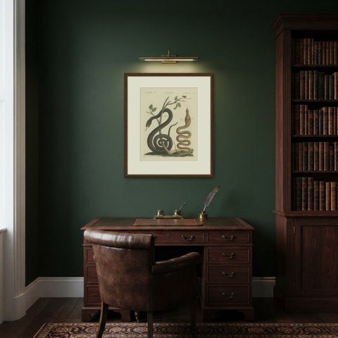 Black Snake with Hummingbird, Antique Bertuch Print, Vienna, circa 1805, shown framed in a room