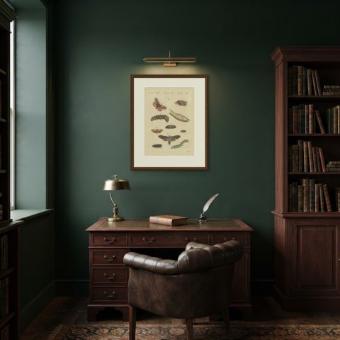 Moth Life Cycles with Caterpillars, Antique Bertuch Print, circa 1815, shown framed in a room