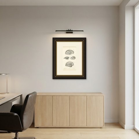 White Matter of the Cerebral Hemisphere, Antique Hirschfeld Anatomy Print, 1866, shown framed in a room