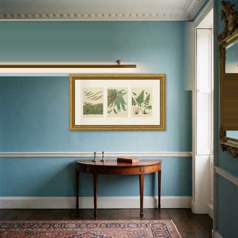 Set of 3 Antique Botanical Prints of European Spleenworts, circa 1885, shown framed in a room