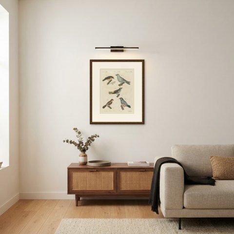 Tanagers and Java Sparrow Songbirds, Antique Bertuch Print, circa 1805, shown framed in a room
