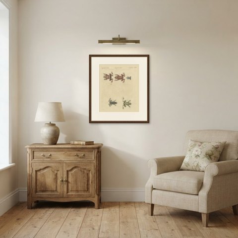 Five Frogs Including a Striped Frog, Antique Bertuch Print, Vienna, circa 1815, shown framed in a room